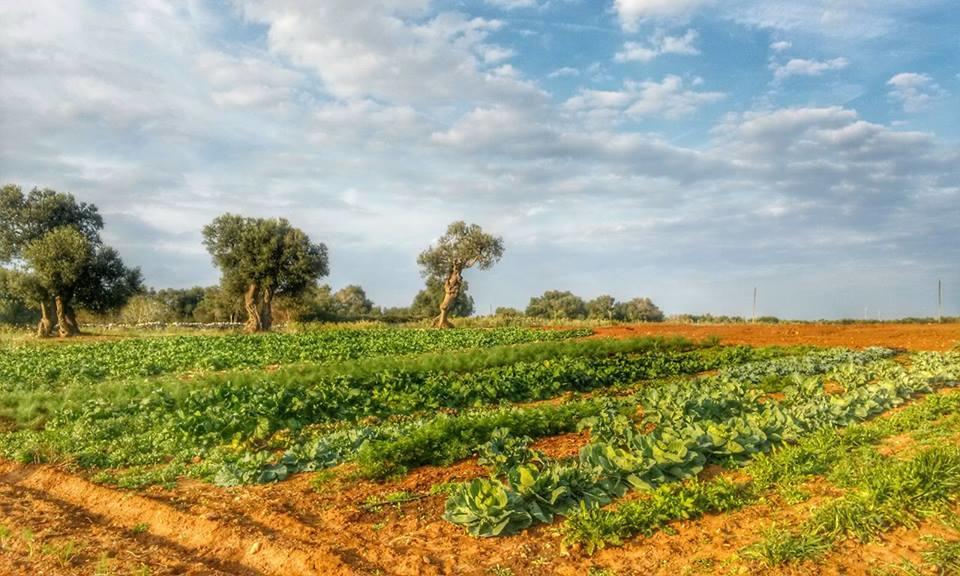 Masseria La Lizza - Ospitalita Rurale เลชเช ภายนอก รูปภาพ